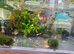 Beautiful small Platy, Guppy,shrimps &Bristlenose Pleco &ndash;from home Hobby Tank