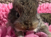 Two litters Giant pure bred French lop rabbits