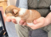 5 beautiful shorkie puppies