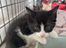 Ready now! 3 kittens for sale.