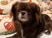 Beautiful female Pekingese cross