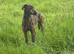 Saluki whippet bull greyhound 14 months old