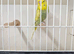 Baby budgie for sale