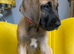 GREAT DANE PUPS