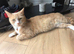 Rare ginger female 2 years old