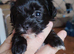 Yorkchipoo