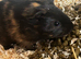 6 guinea pig babies - if this ad is still up I will still have Guinea pigs available.