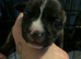 Gorgous Staffordshire bull terrier