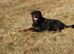 Male Rottweiler