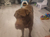 Male shar pei
