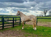 Sports Horse x colt to make 15.2h