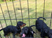 Toy Poodle x Mini Dachshund Puppies
