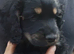ADORABLE YANKEE DOODLES AMERICAN COCKER X TOY POODLE