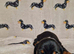 Beautiful home-reared Miniature Dachshund Puppies