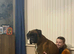Proven boxer stud