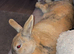 3 year old female rabbit