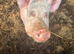 White Sow in pig to tamworth boar