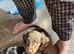 Dachshund puppies