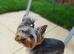 Ready to leave Yorkshire terrier boy