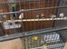 Zebra finches for sale