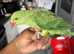 Quaker & Indian Ringneck&rsquo;s Parrot