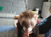 Baby ferrets READY TO GO