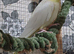 HEN/GIRL Lutino cockatiel