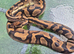 Royal pythons for sale