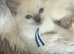 GCCF beautiful ragdolls