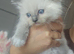 Ragdoll kittens *1 girl left*