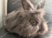 Angora lion head mixed breed