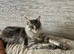 Full mainecoon kittens polydactyl. Ready now