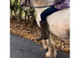 14hh Bombproof Allrounder Palomino Cob Mare