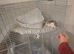 2 Bonded Female Rats with Cage & Accessories