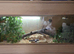 Juvenile snow corn snake and 4ft vivarium