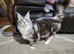 4 year old female Maine Coon spayed gccf