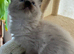 Ragdoll kitten for sale 1 boy left