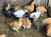 Pure Breed large fowl female pullets chickens