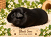 Guinea Pigs For Sale