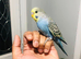 Beautiful Baby Budgies for sale.