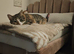 bengal cross cats to be rehomed