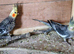 Baby cockatiels