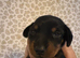 Miniature dashound puppies