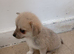 8 week old. Male pomchis