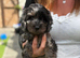 Cavapoo puppies