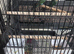 Pair of lovebird with cage