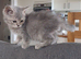 Pretty Scottish Straight Kittens