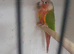 Breeding pair
