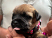 Last two left boy and a girl beautiful border terrier pups