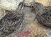 Quails coturnix